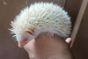 Hedgehog